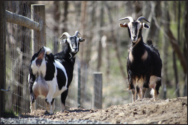 50 Do-It-Yourself Projects for Keeping Goats Fencing Milking Stands First Aid Kit Play Structures and More - photo 5