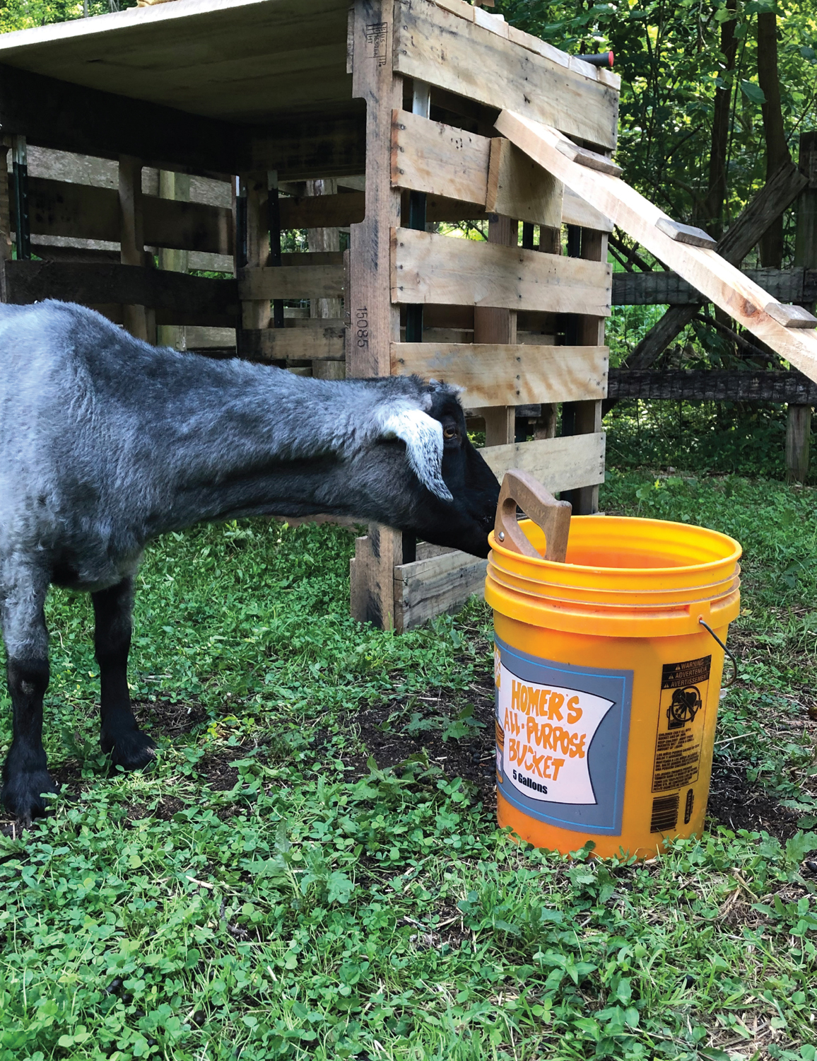 Introduction Goats were among the first animals that humans domesticated For - photo 12