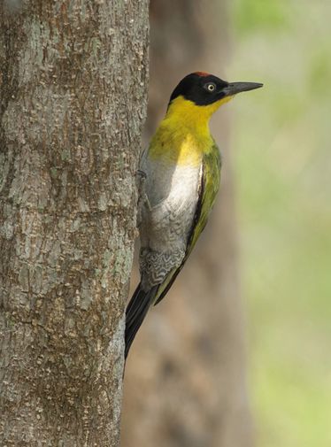 CONTENTS INTRODUCTION Woodpeckers are a family of near-passerines the - photo 1