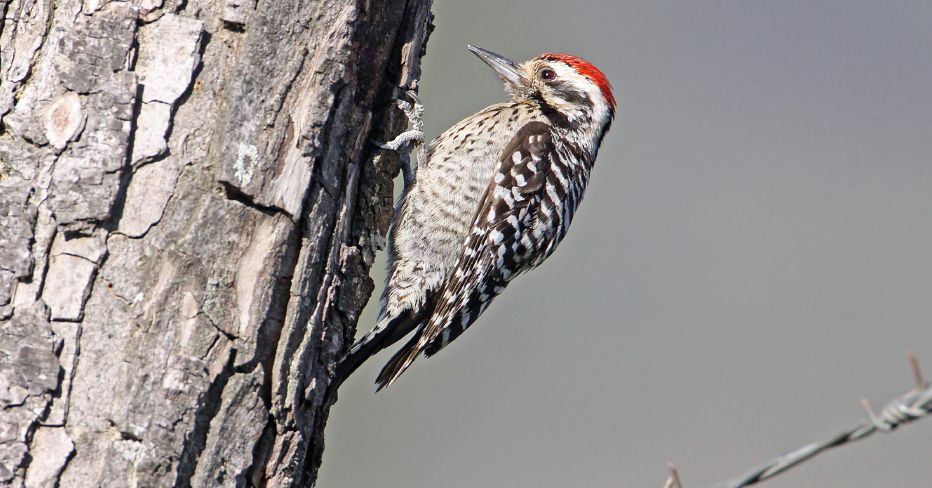 Woodpeckers appear in the legends and myths of many ancient cultures For - photo 3