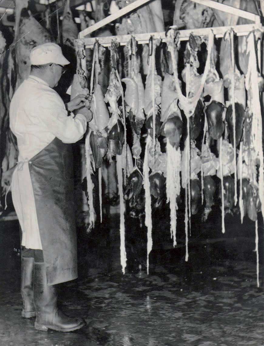 An inspector in the early 1960s examining pig plucks There is a long history - photo 6