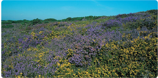 Floral delights such as this heathland have inspired generations of botanists - photo 4