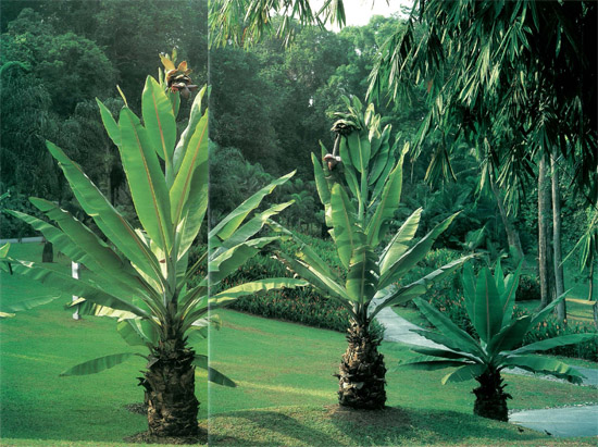 The Botanic Gardens are home to a huge variety of trees and plants Here area - photo 7