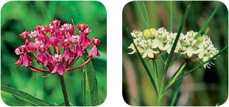 Flat Round Spike Flower Type Icons - photo 4