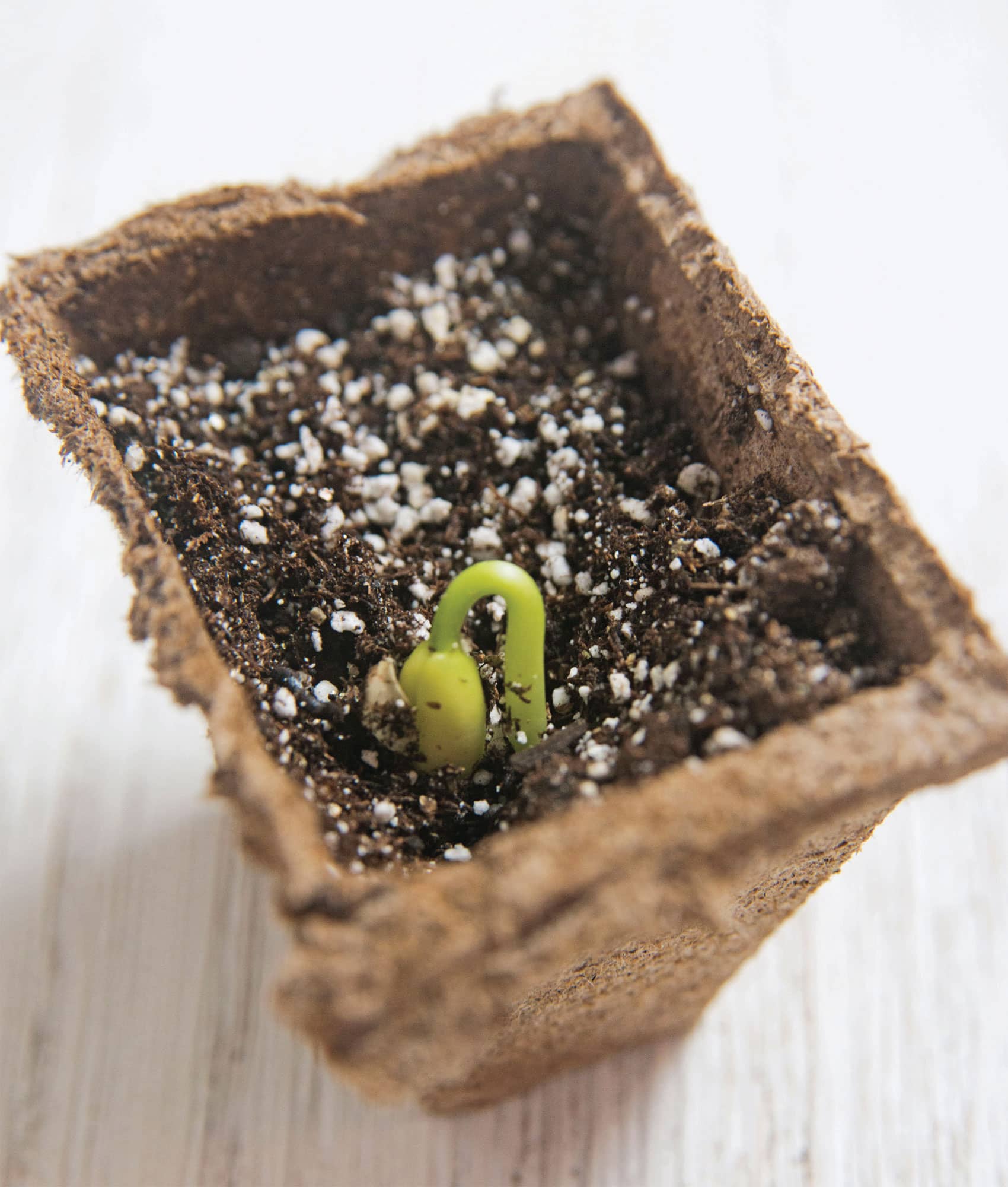 I HOW TO START GROW AND SAVE SEEDS CHAPTER 1 Getting Started In the heart - photo 7