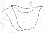 Draw the 2 nd and 3rd petals to the left and right sides of the first petal - photo 11