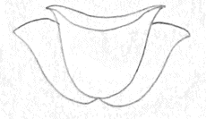 Draw the 2 nd and 3rd petals to the left and right sides of the first petal - photo 12