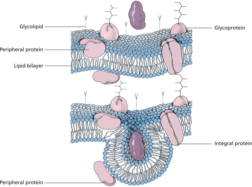 Structure of the cell membrane schematic The membrane consists of a lipid - photo 1