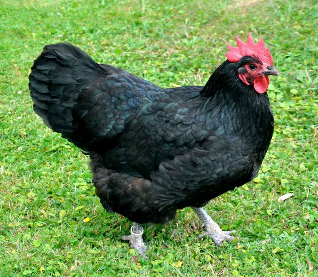 From Wikipedia Australorp chickens are a great choice for any flock owner They - photo 3