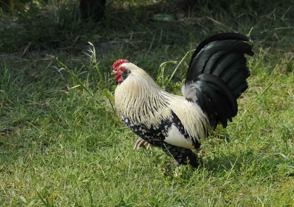 From Wikipedia Brahma chickens are a large calm and hardy chicken breed As - photo 4