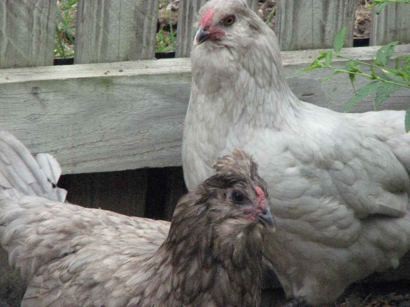 From Wikipedia Easter Egger chickens lay colorful green blue or pink eggs - photo 6