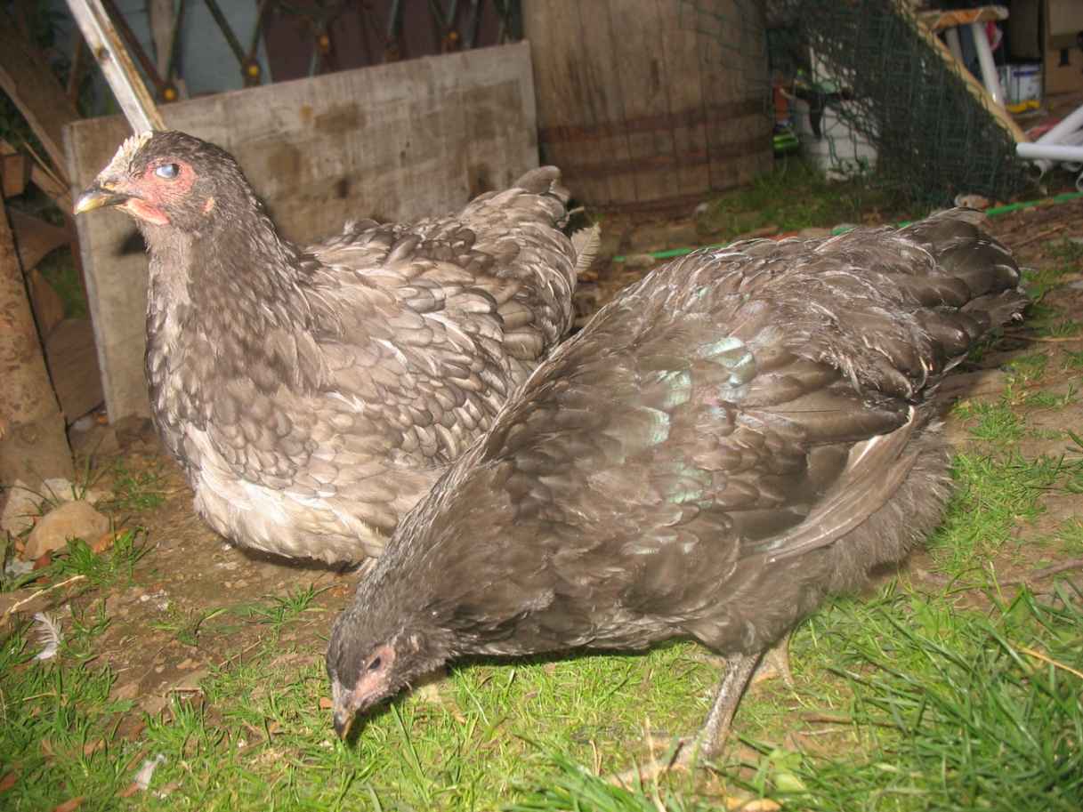 From Wikipedia Jersey Giant chickens are huge These blue black and white - photo 7