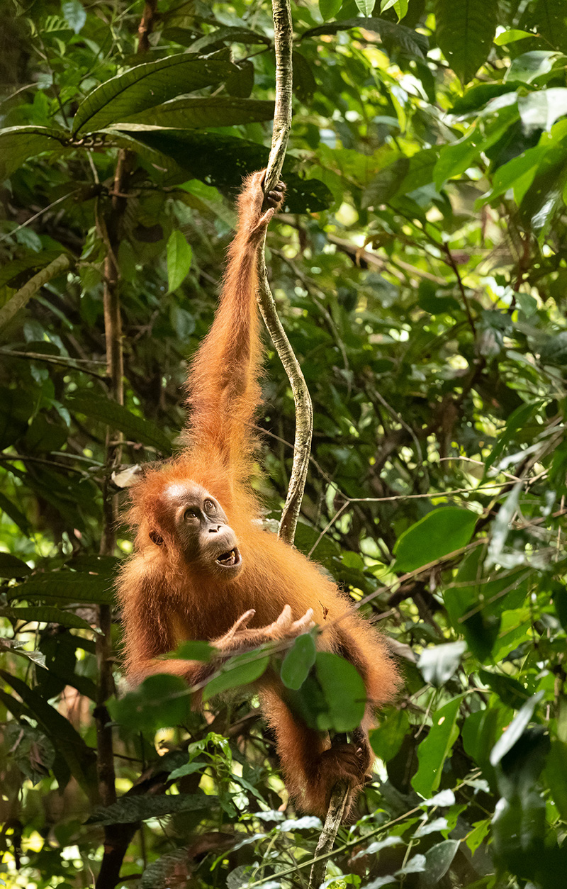 Juvenile Sumatran orangutan Sikundur Northern Sumatra Indonesia Orangutans - photo 3