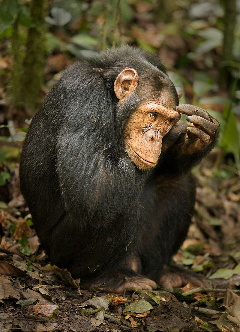 Chimpanzee Kibale National Park Uganda Chimpanzees have a low forehead with - photo 4