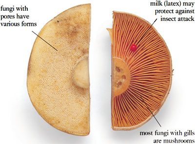 The larger fungi are divided into two distinct groups T HE SPORE DROPPERS B - photo 2