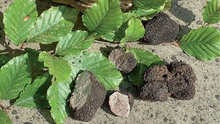 Summer truffles Tuber aestivum with beech leaves In this symbiosis the - photo 4