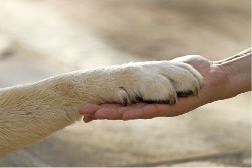 Without question spending time with your dog evokes a sense of calmness and - photo 16