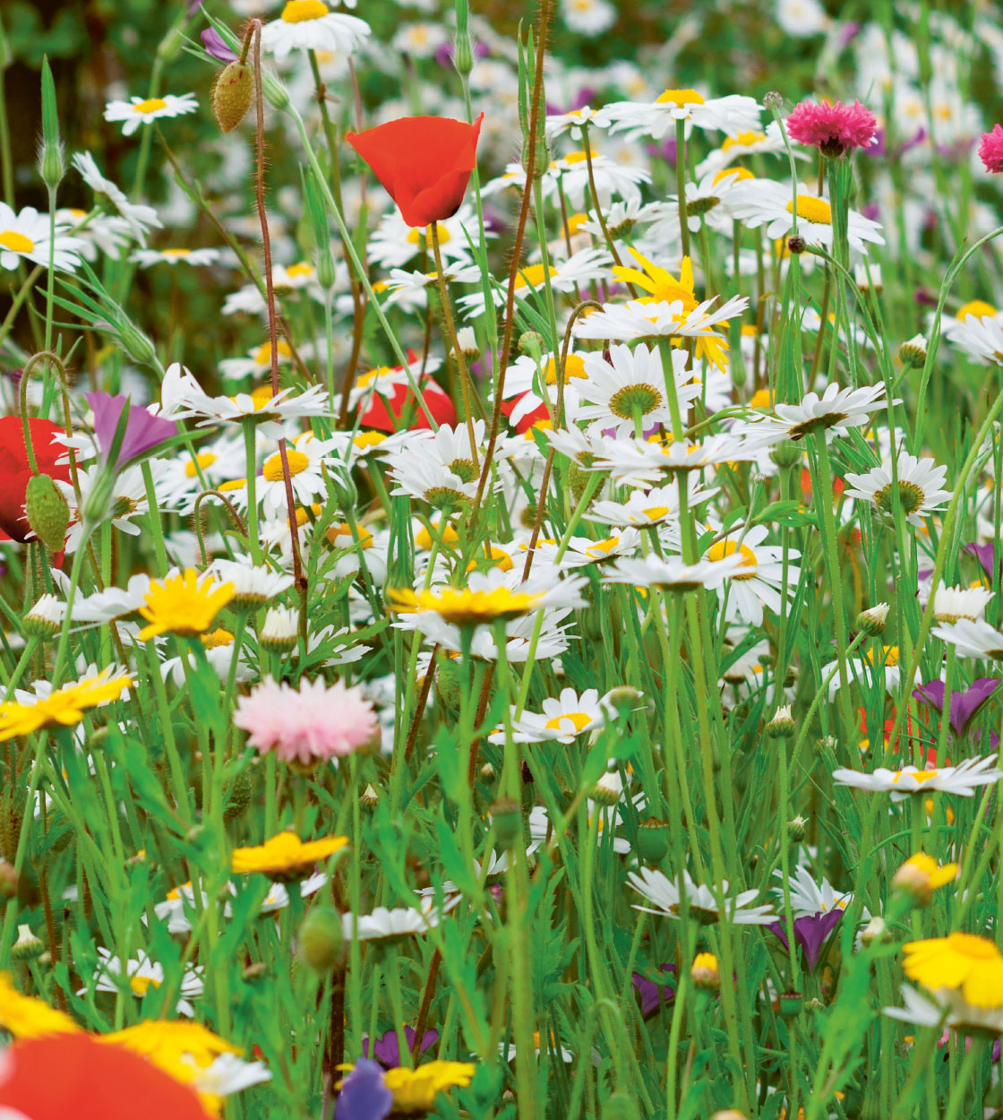 English cottage gardens have a rich and varied history dating back to medieval - photo 4