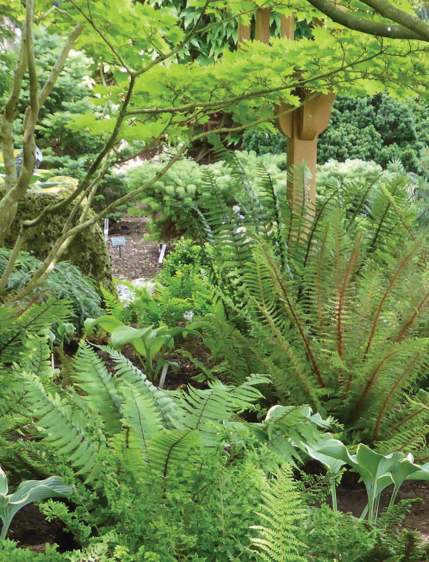 Cultivars of Polystichum setiferum and Dryopteris filix-mas enjoying light - photo 3