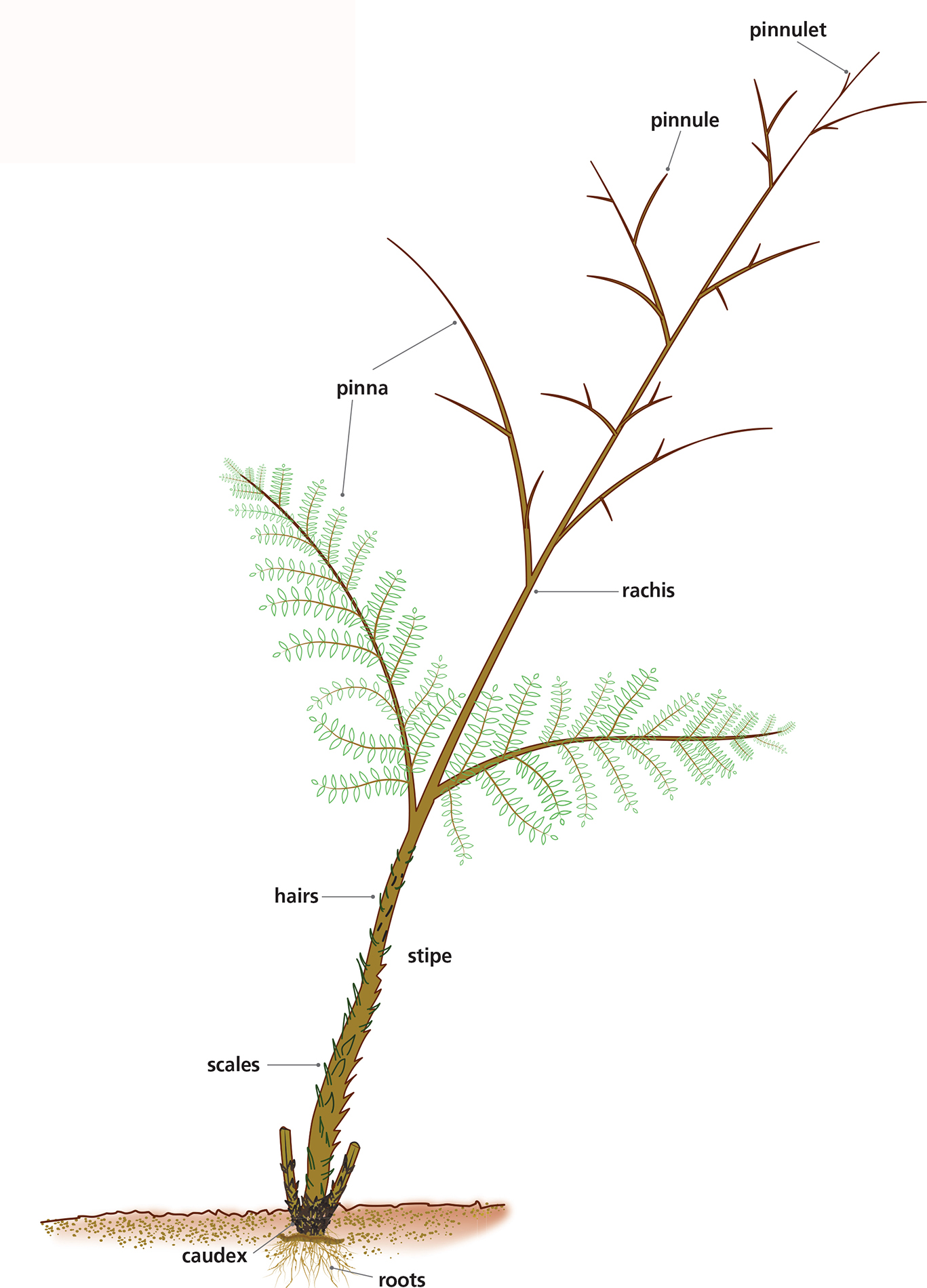 The standardized typical leaf frond consists of a stem stipe and leafy - photo 6