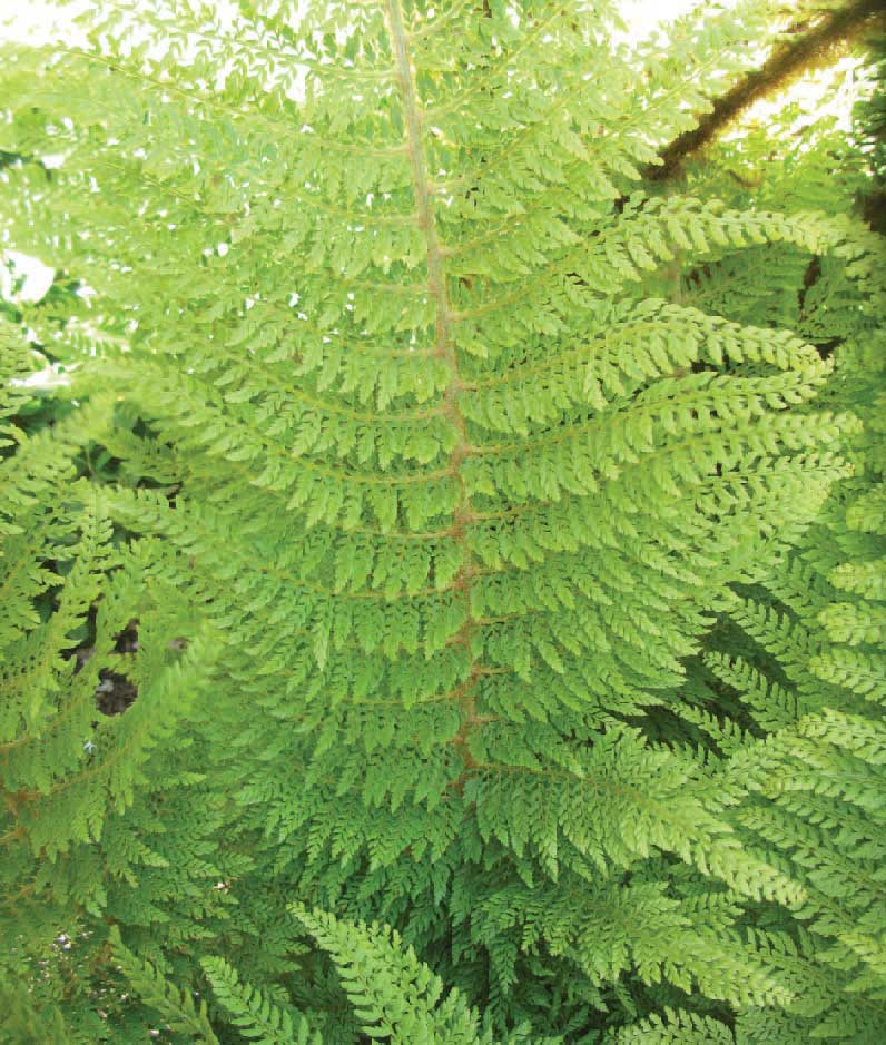 An example of a tripinnate frond Polystichum setiferum Tripinnatum For - photo 8