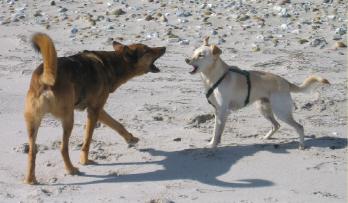 Most mammals use a variety of sounds and body language to communicate - photo 3