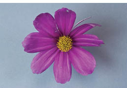 Direct face shot of cosmos If youre looking from the back the sepal will show - photo 7