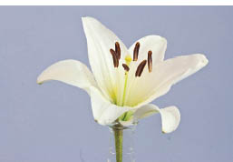 Lily from the front There is no sepal in the back In lilies tulips and - photo 9