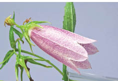 Canterbury bells viewed from the side Ball of Blooms Finally some flowers are - photo 11