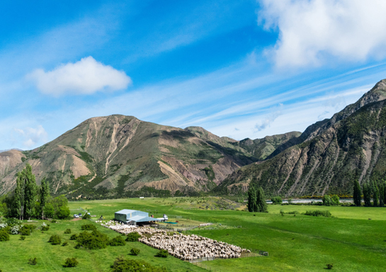 Shearers work in some of the most remote beautiful country in New Zealand - photo 3