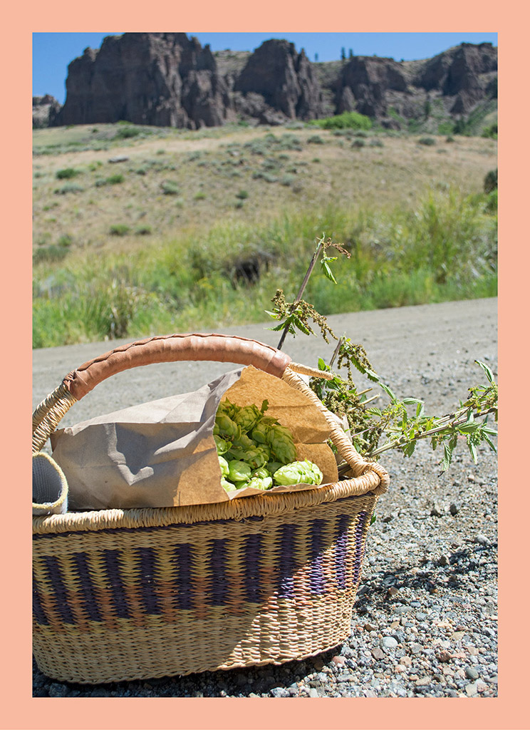 MOUNTAIN STATES MEDICINAL PLANTS IDENTIFY HARVEST AND USE 100 WILD - photo 1