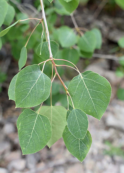 The leaves of aspen Populus tremuloides SOUTHWEST MEDICINAL PLANTS - photo 2