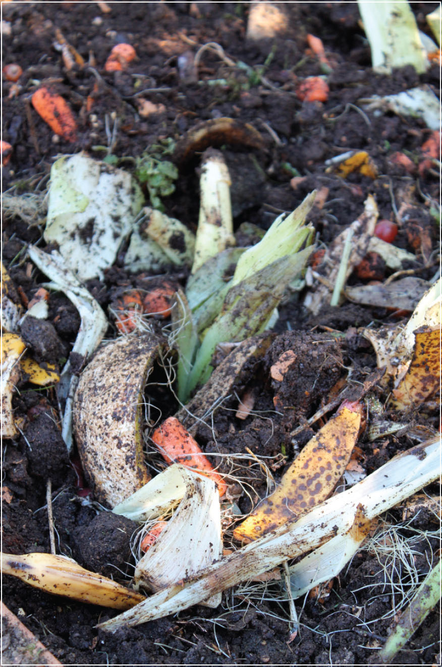 I really had no clue about composting so I just started throwing in vegetable - photo 10