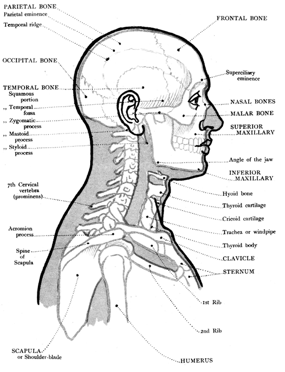 MUSCLES FRONT VIEW OF THE HEAD AND NECK BONES - photo 2