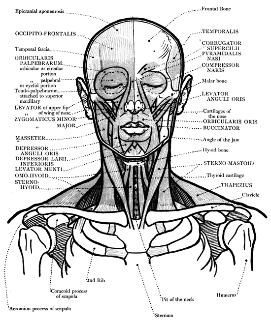 SIDE VIEW OF TRUNK BONES MUSCLES - photo 5