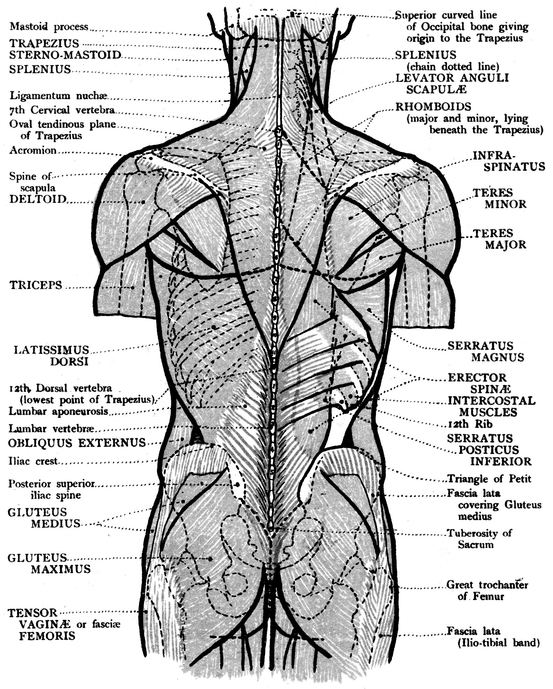 OUTER VIEW OF THE LOWER LIMB BONES MUSCLES - photo 11