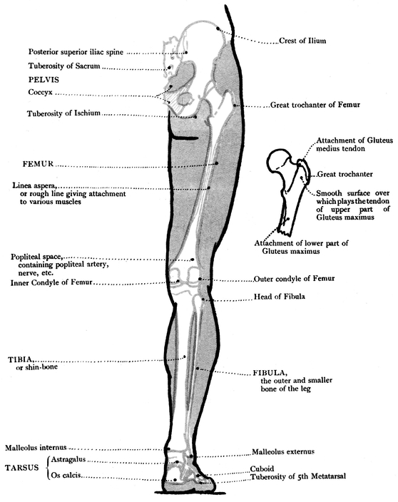 MUSCLES OUTER VIEW OF THE UPPER LIMB BONES - photo 18