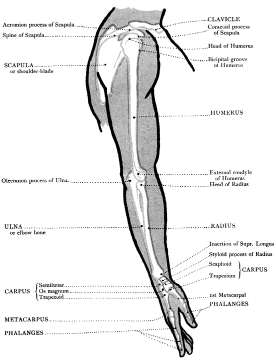 MUSCLES FRONT VIEW OF THE UPPER LIMB BONES - photo 20