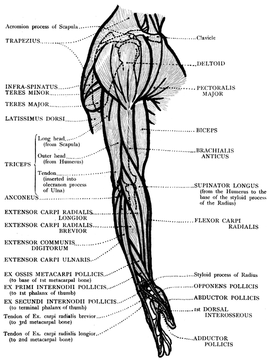 FRONT VIEW OF THE UPPER LIMB BONES MUSCLES - photo 21