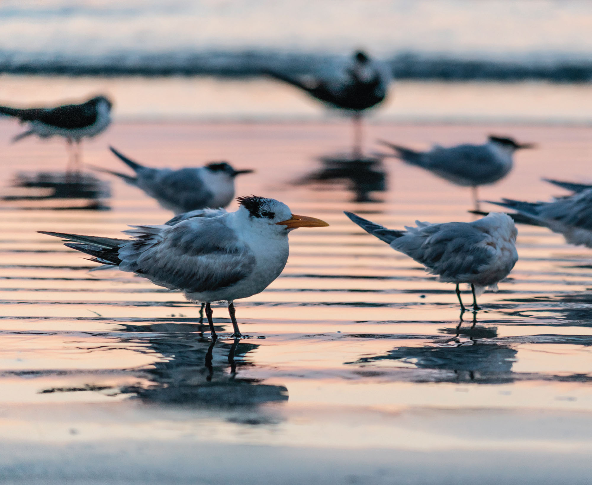 JASON SPONSELLERSHUTTERSTOCK Wildlife birds on the beach in Cape Canaveral - photo 3