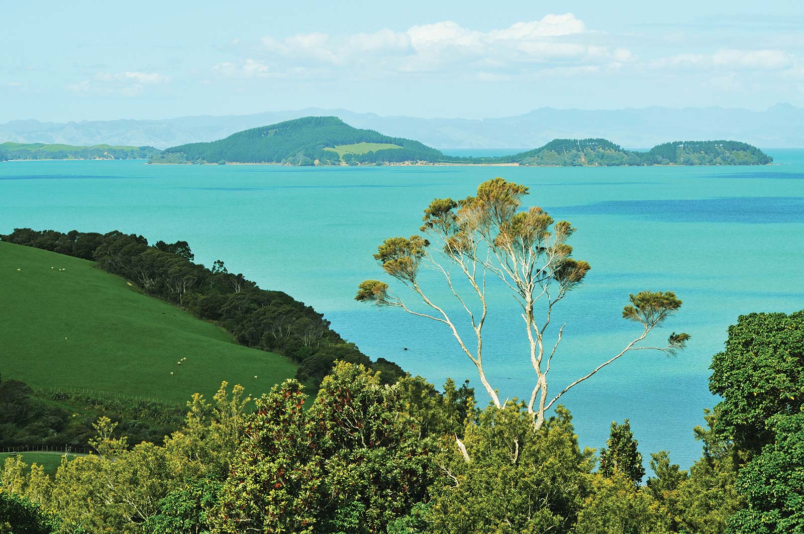 in the waters off Kaikura on South Island lit by twinkling g - photo 15