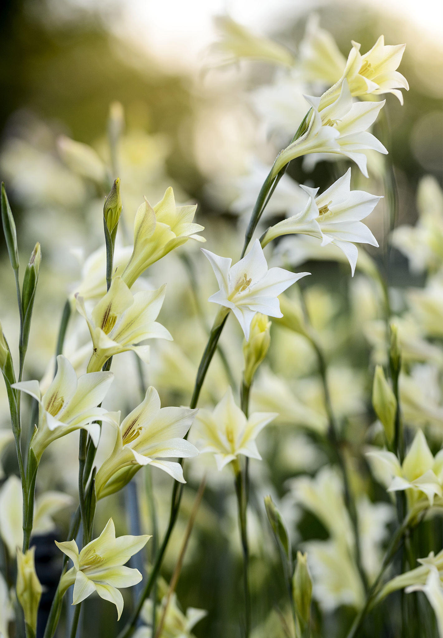 Gladiolus tristis g How to use this eBook Preferred application settings - photo 4