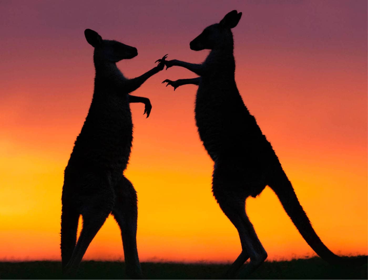 Eastern grey kangaroos Macropus giganteus Pondichry fan-throated lizard - photo 2