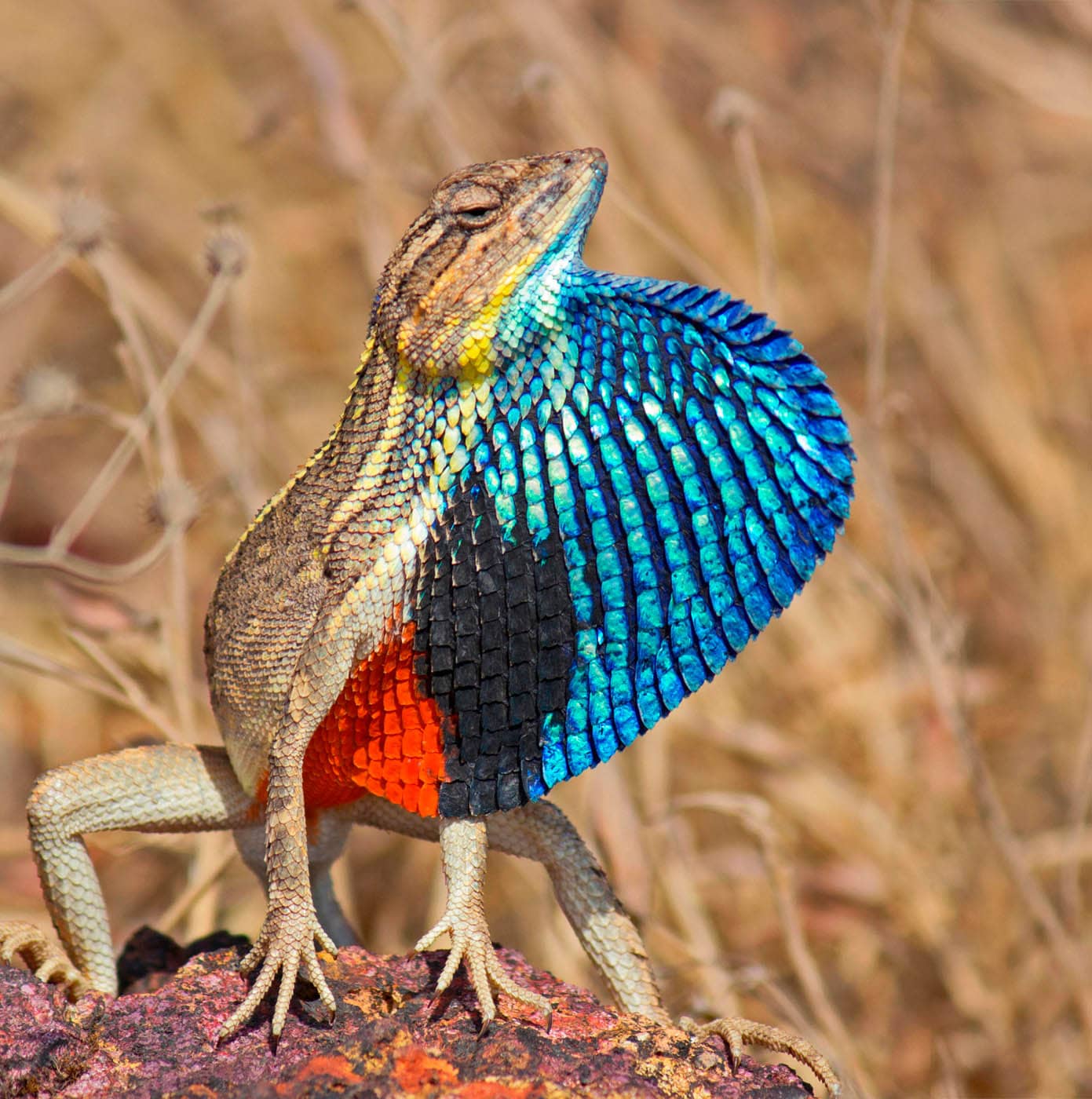 Pondichry fan-throated lizard Sitana ponticeriana DISPLAY Appearance - photo 3