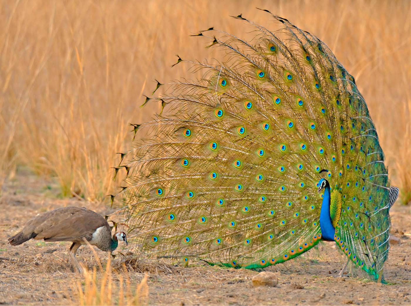 The peacock Pavo cristatus has become symbolic of the incredible courting - photo 6