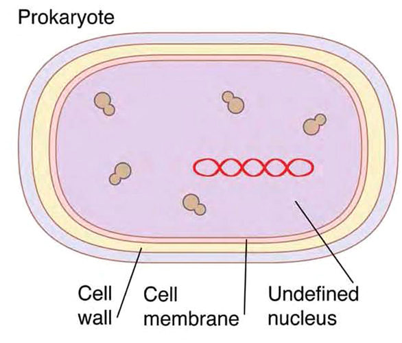 A prokaryotic cell lacks a true nucleus Instead nuclear matter floats freely - photo 6