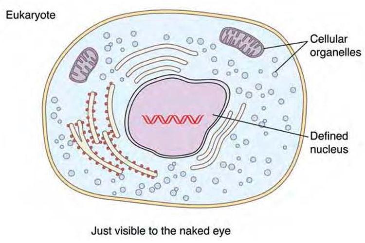 A eukaryotic cell has a defined nucleus It also has other specialized - photo 7