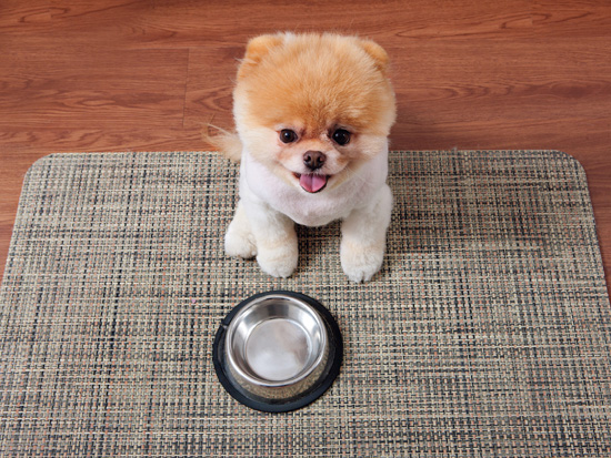 Nothing says Im hungry like smiling by an empty bowl Treats always follow - photo 37