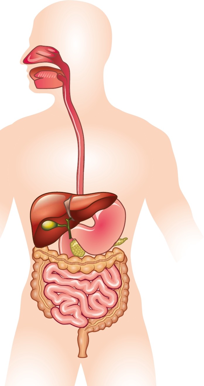 The digestive system weaves a path through the human body Breaking Down the - photo 4