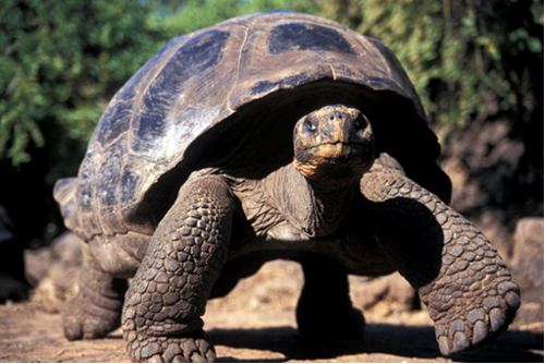 The Galapagos Islands lying 576 miles offthe coast of Ecuador occupy a land - photo 2